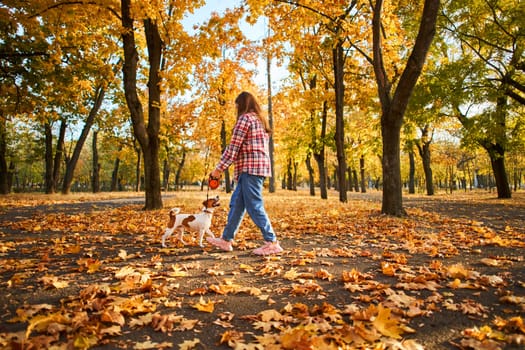 Happy joyful little girl playing with her funny Jack Russell Terrier in beautiful autumn forest, child playing and having fun with dog during walk in nature. Children and pets outdoors