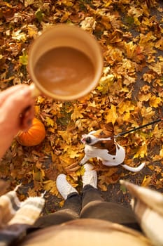 Autumn mood. Top view of a female figure with a mug of coffee against the background of fallen orange leaves, a pumpkin and a dog