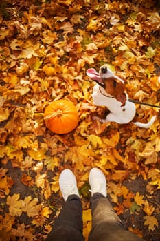 Autumn mood background, sunny and positive, concept of happy life, friendship, autumn time and vibe. Woman with dog in Autumn Park. Top shot