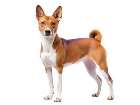 White-red cute Basenji dog standing and looking at camera, isolated on white background. Ai generated