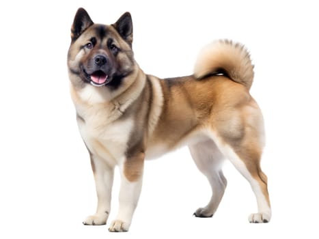 American Akita Inu standing and looking at camera, isolated on white background. ai generated