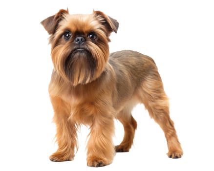 Belgian Griffon, Brussels Griffon dog Isolated on white background in studio. Ai generated