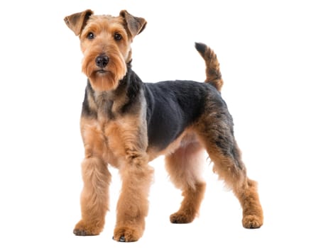 WelshTerrier Full body isolated on white background. Ai generated