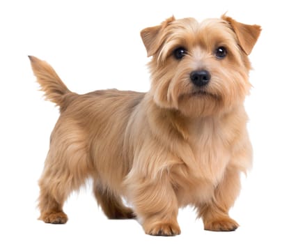Cute Norfolk Terrier dog standing and looking at camera, isolated on white background. Ai generated image