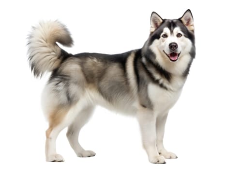 Alaskan Malamute dog standing and looking at camera, isolated on white background. Ai generated image