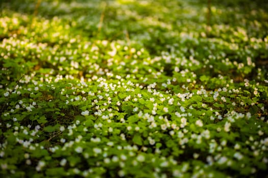 Carpet of delicate white flowers blooming in the forest, illuminated by the warm glow of the sun