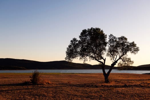 tree with lush foliage at twilight growing on grassy coast near river against cloudless sky and hilly terrain in wild nature, concept of landscape