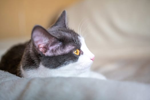 A black and white cat with yellow eyes lies on a soft, light-colored pillow, looking off to the side.