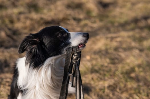Border collie holding a leash in his mouth on a walk in the autumn park