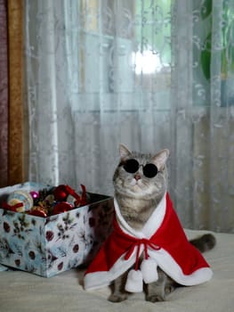 Scottish straight cat in New Year's red suit and sunglasses for New Year, Christmas. A pet on the eve of the holidays 2025 at home on the bed
