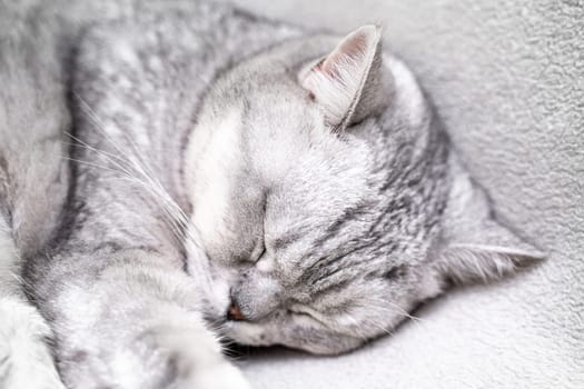 scottish straight cat is sleeping. Close-up of the muzzle of a sleeping cat with closed eyes. Against the backdrop of a light blanket. Favorite pets, cat food