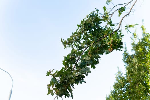 oak branch nut background food foliage leaf brown decoration natural acorn tree nature green plant