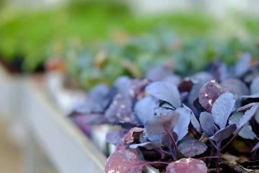 Purple and blue ornamental cabbage growing in a sunny greenhouse with a shallow depth of field. The plants are vibrant and healthy, ready for transplanting