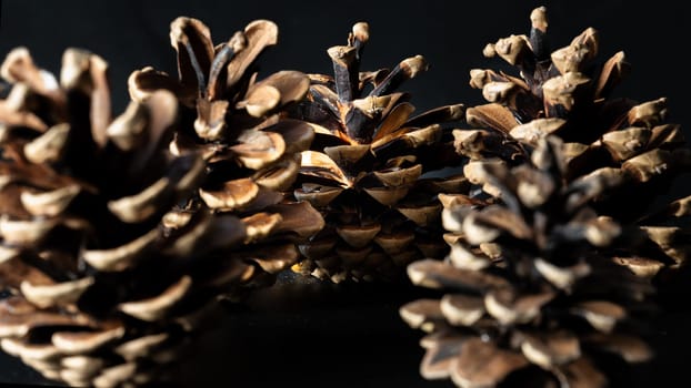 Large pine cones on dark background. Pine cones nice and dry and some are open up, Light and Shadow, Space for text, Selective focus.