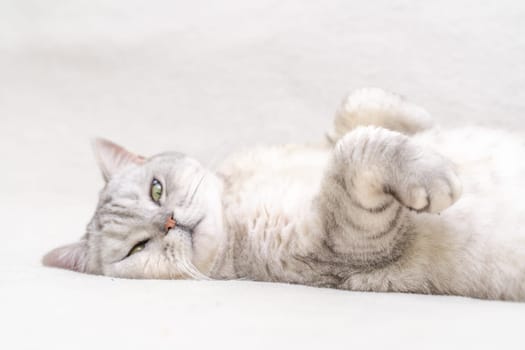 Scottish straight cat lies on his back. Cat upside down. Close up white cat face