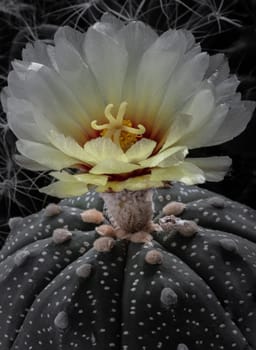 Close up of Yellow flower of Astrophytum asterias (Kabuto cactus). Species of cactus in the genus Astrophytum It has the shape of a ridge that is concave in the middle along the spine. Makes the shape of the tree (form) look like a star, Cactus flower, Succulent Plant, Space for text, Selective focus.