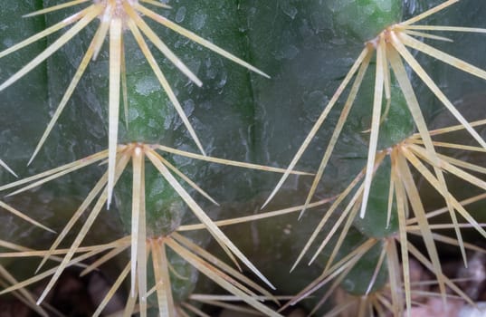 Close-up of Ferocactus echidne with sharp white prickles. Prickly green Parodia polyacantha cactus or Parodia langsdorffii plant, Cactus flower, Succulent Plant, Copy space, Selective focus.