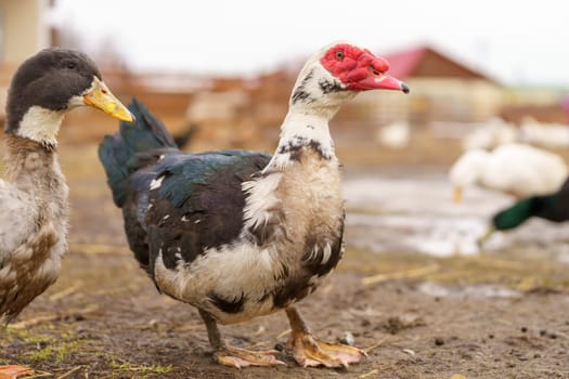 Muscovy Duck Foraging at Farmstead at Dusk. Selective focus.
