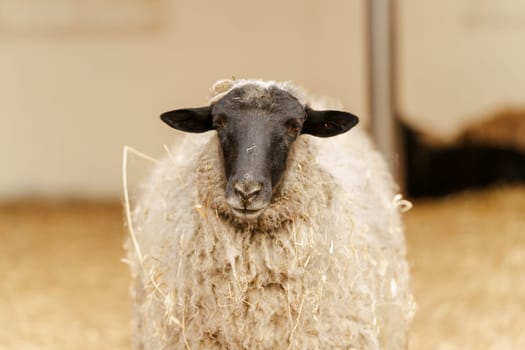 Sheep is standing proudly on a vast dry grass field in a farm setting