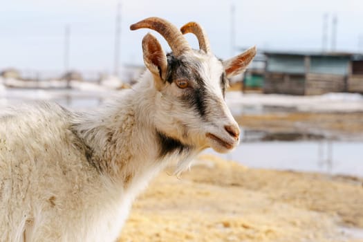 Graceful White Goats Freely Roaming on terrain on farm. Selective focus