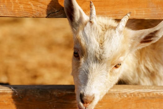 Close-up view of a curious goat surrounded by wooden fencing in a rustic pen.