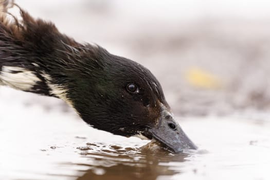 Graceful duck close up stands elegantly on top of a small puddle of water on farm