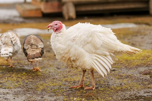 Rural countryside landscape with broad breasted domestic turkey.