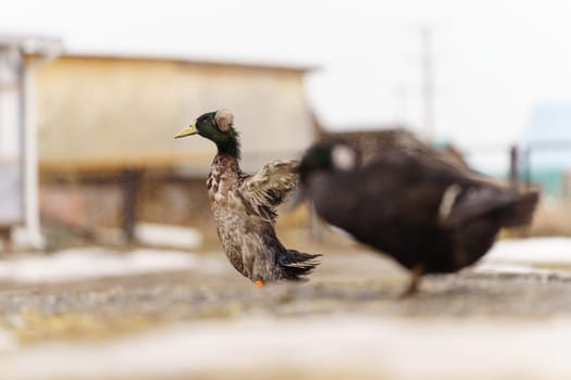 Black duck meander through a dusty field, explore the surroundings on farm