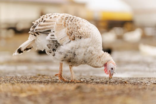 Rural countryside landscape with broad breasted domestic turkey.