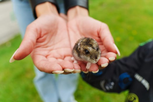A gentle moment with a tiny rodent held in open hands outdoors on a sunny day, showcasing the connection between nature and friendship
