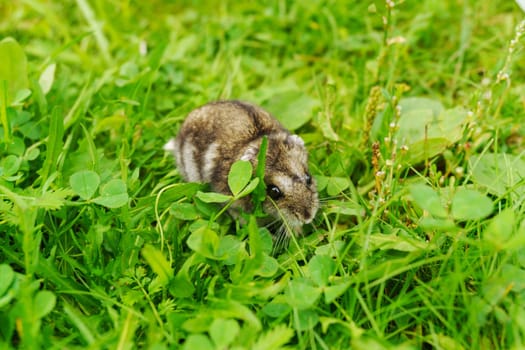 A tiny hamster cautiously navigates through a lush meadow adorned with bright green grass