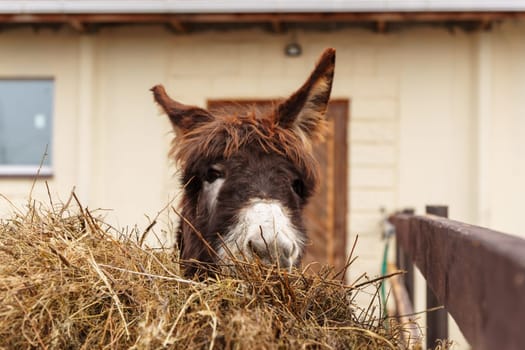 Donkey gracefully enjoying a meal of hay from a large pile in a rustic setting.