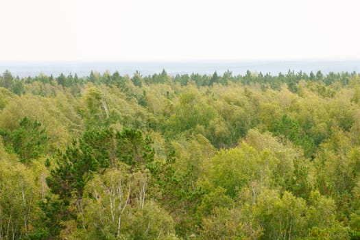 Tall trees blend harmoniously in shades of green, creating a soothing landscape under a soft, gray sky that hints at an approaching rain.