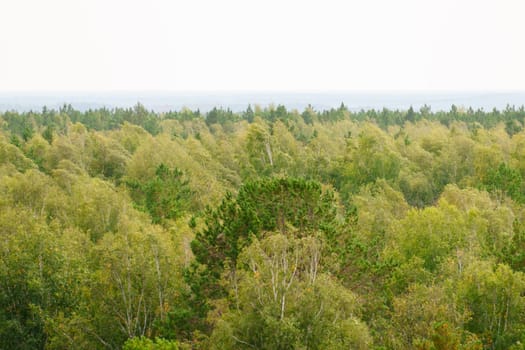 Lush green canopy of trees unfolds in vibrant hues during the early morning hours in a tranquil forest scene
