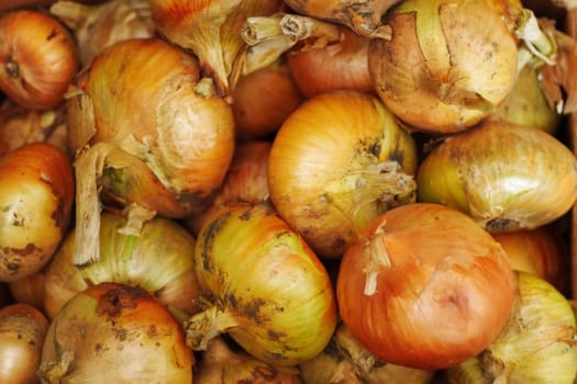 Freshly harvested onions piled together at a farmer's market showcasing vibrant colors and earthy textures during the autumn season