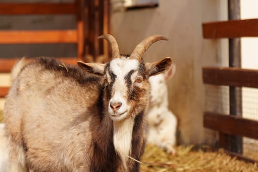Goat close up stands gracefully on a tall pile of golden hay, surveying its surroundings with curiosity and poise.