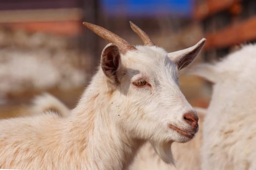 Goats gracefully making their way across a muddy field on farm.