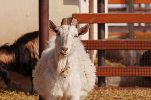 Goats on farm look peaceful and content in their enclosed environment. Selective focus
