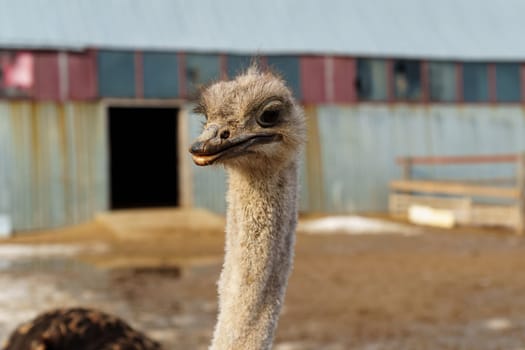Ostriches with long necks and large eyes are standing peacefully side by side in a pen on farm