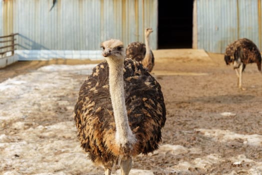 Ostriches with long necks and large eyes are standing peacefully side by side in a pen on farm