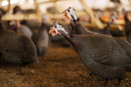 A group of guinea fowls on a poultry farm pecking at a feeder. Growing guinea fowls on a poultry farm, egg production