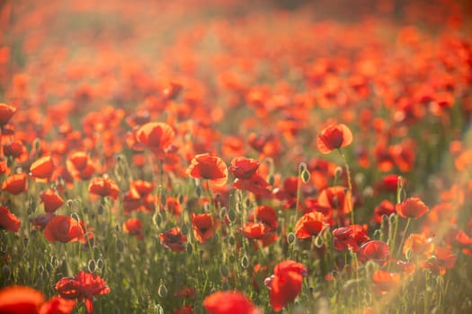 A field of red poppies sway in the gentle breeze, their petals catching the warm sunlight. The scene is blurred and dreamy, creating a sense of tranquility.