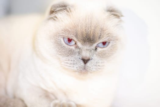 A white cat with folded ears stares intensely at the camera with piercing blue eyes. Its fur is soft and fluffy.