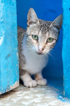 Stray cat in an alley in the blue city of Chefchaouen, Morocco.