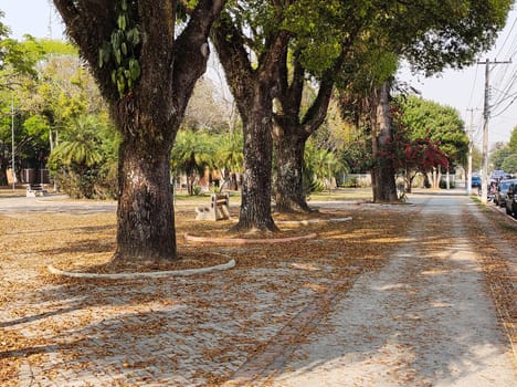 Sidewalk covered with dry leaves, in a tree-lined urban square, on a sunny winter morning.