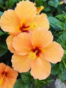 Hibiscus bushes with orange flowers close up with blurred background.