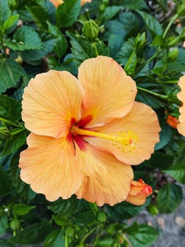 Hibiscus bushes with orange flowers close up with blurred background.