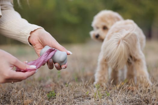 woman cleaning up after maltipoo dog toilet outside with plastic bag, cleaning up dog poop outside, concept of cleanliness