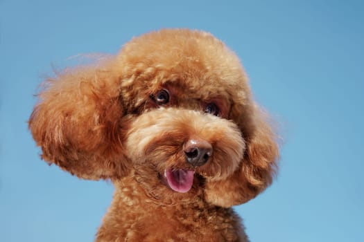 unusual angle of a Maltipoo dog against a blue sky close-up, portrait of a curious dog, shot from below,