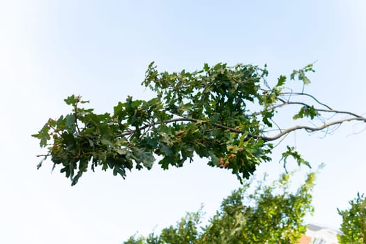 plant nature decoration leaf foliage acorn food nut oak natural tree green background branch brown